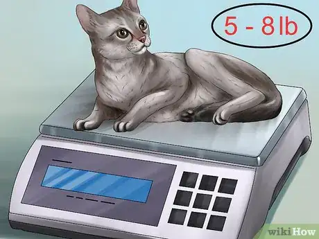 Image titled Identify a Singapura Cat Step 5