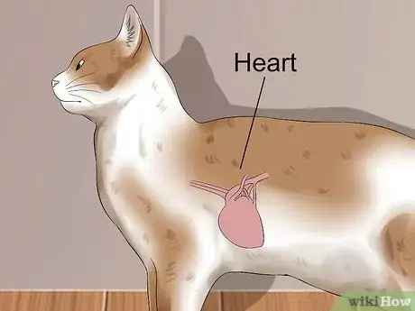 Image titled Treat Cardiomyopathy in Cats Step 10