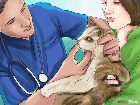 Image titled Diagnose Feline Stomatitis Step 5