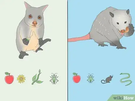 Image titled Possum vs Opossum Step 9