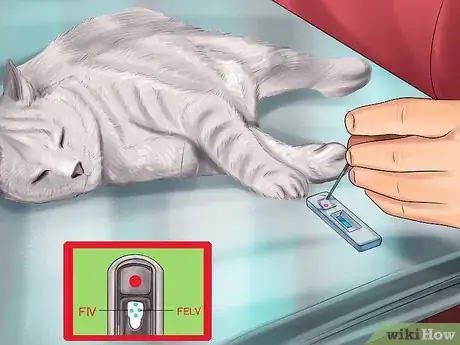 Image titled Diagnose Feline Stomatitis Step 7