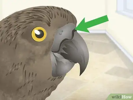 Image titled Spot Beak Problems in a Senegal Parrot Step 4
