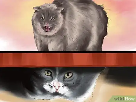 Image titled Determine Why Your Cat Does Not Groom Itself Step 6