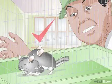 Image titled Breed Chinchillas Step 10