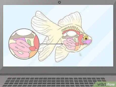 Image titled Feed Goldfish Step 11