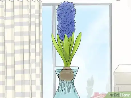 Image titled Prevent Hyacinth Flowers from Flopping Step 11