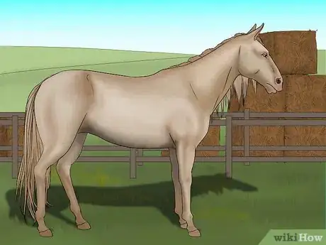 Image titled Distinguish Horse Color by Name Step 9