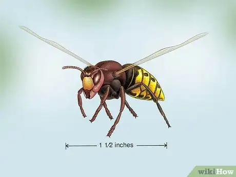 Image titled Identify Wasps Step 5