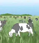 Determine How Many Acres of Pasture are Required For Your Cattle