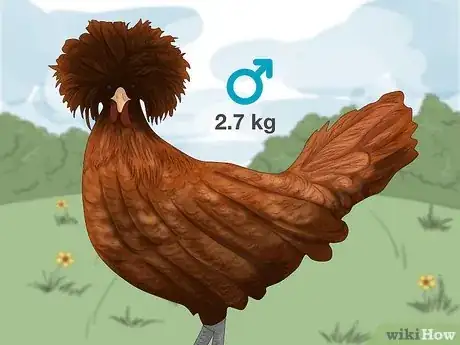 Image titled Male vs Female Polish Chickens Step 4