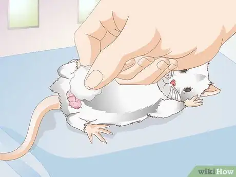 Image titled Treat Mice With Penile Prolapse Step 7