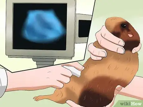 Image titled Tell if Your Guinea Pig Is Pregnant Step 7