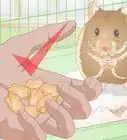 Make Hamster Chew Sticks