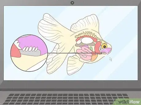 Image titled Feed Goldfish Step 10