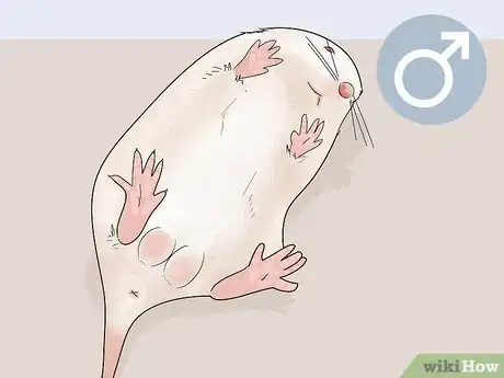 Image titled Tell if a Mouse Is Male or Female Step 7