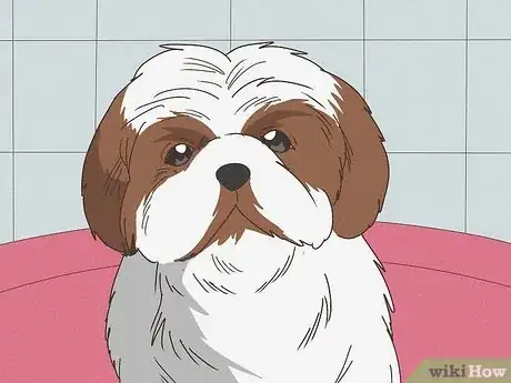 Image titled Bathe a Shih Tzu Puppy Step 12