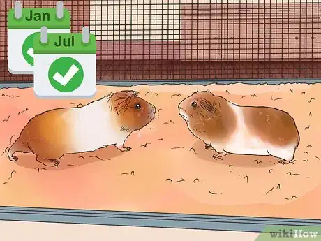 Image titled Care for Multiple Guinea Pigs Step 11