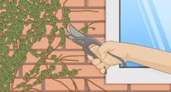 Grow Ivy on a Brick Wall