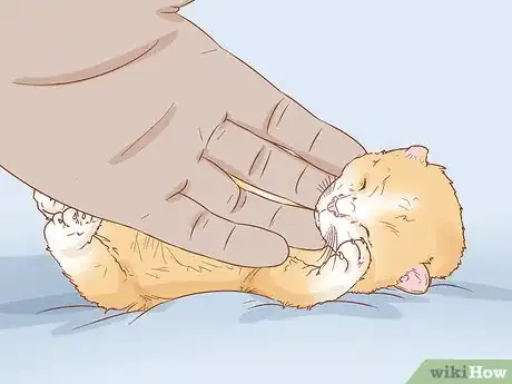 Image titled Get a Kitten to Fall Asleep Step 10