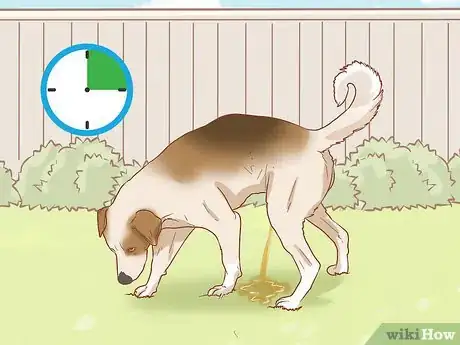 Image titled Stop a Dog from Urinating Inside After Going Outside Step 4