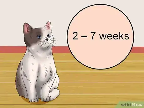 Image titled Teach Your Kitten to Be Calm and Relaxed Step 1