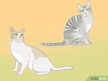 Image titled Identify Cats Step 11