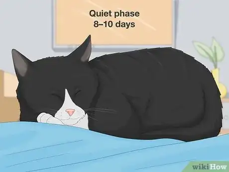 Image titled Tell if a Cat is Pregnant Step 3