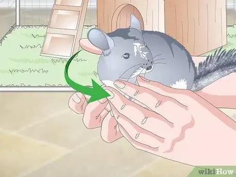 Image titled Care for Chinchillas Step 16