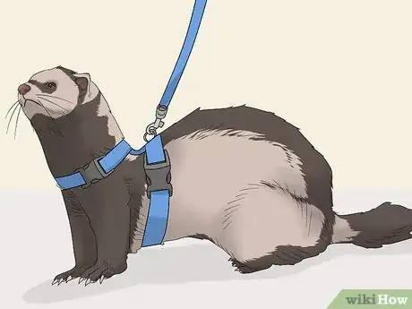 Image titled Train Your Ferret to Walk on a Leash Step 3