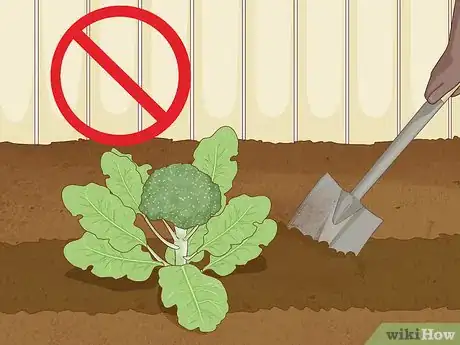 Image titled Grow Broccoli Step 16