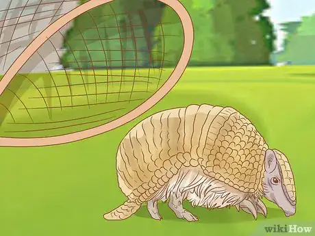 Image titled Trap an Armadillo Step 4