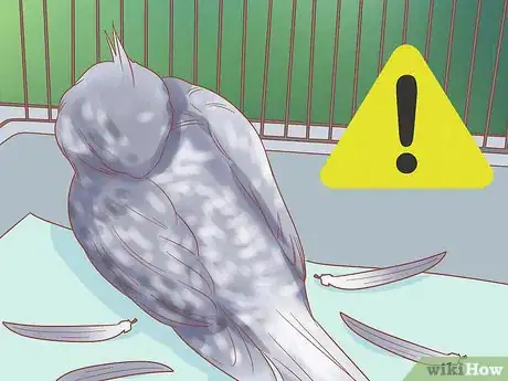 Image titled Keep Your Cockatiel Happy Step 6