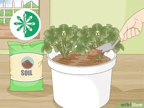Image titled Grow Strawberries in a Pot Step 15