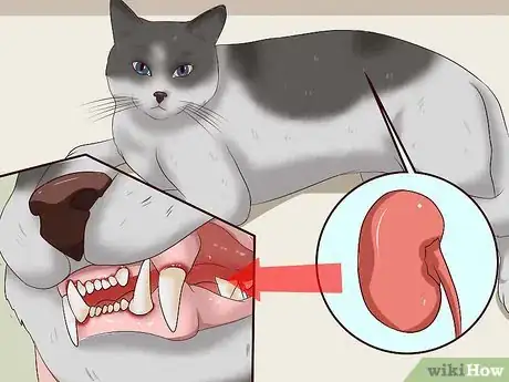 Image titled Clean a Cat's Teeth Step 23