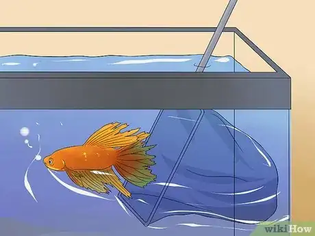 Image titled Save a Dying Betta Fish Step 4