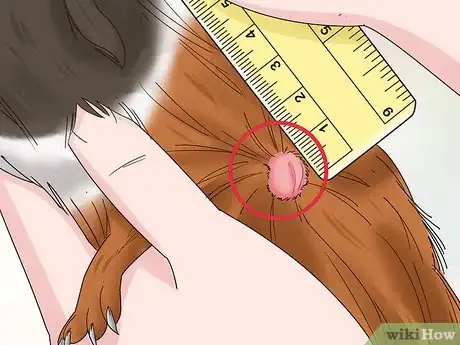 Image titled Diagnose and Treat Tumors in Guinea Pigs Step 2