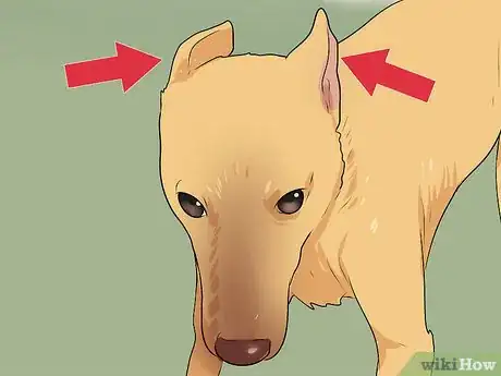 Image titled Tell if a Dog Is Going to Attack Step 12