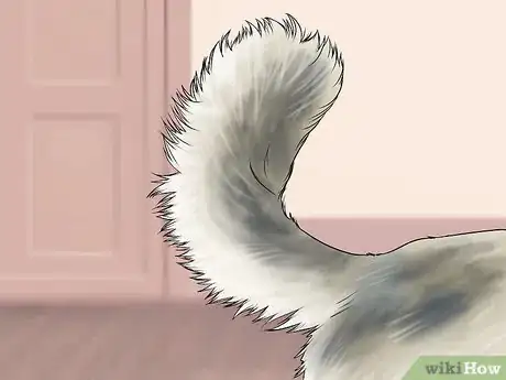 Image titled Identify a Somali Cat Step 2