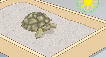 Take Care of a Russian Tortoise