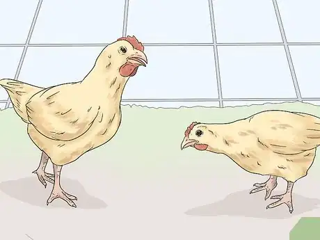 Image titled Determine the Sex of a Chicken Step 8