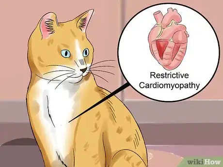 Image titled Treat Cardiomyopathy in Cats Step 11