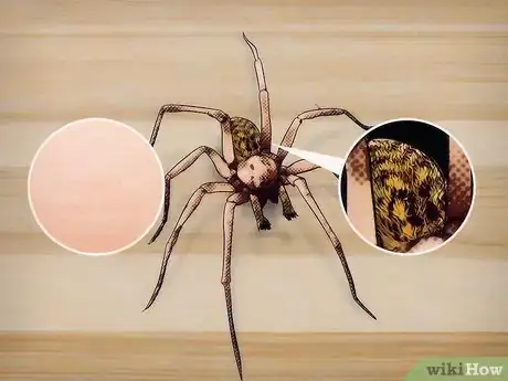 Image titled Identify a Hobo Spider Step 1
