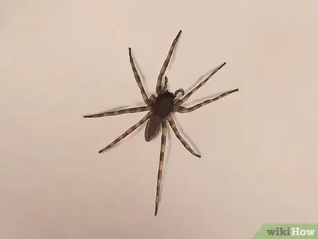 Image titled Identify a Nursery Web Spider Step 9