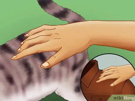 Image titled Identify a Devon Rex Cat Step 1