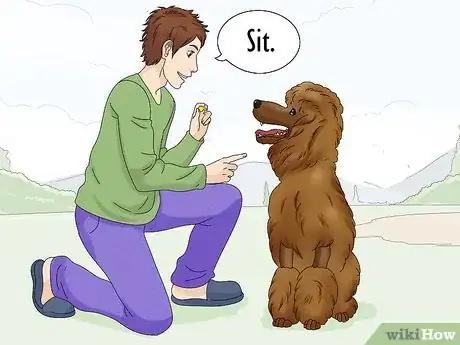 Image titled Identify a Poodle Step 11