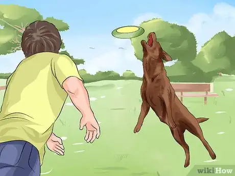 Image titled Make Your Labrador Retriever Happier Step 12