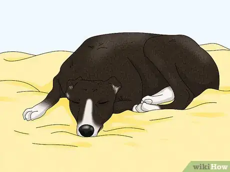 Image titled Identify a Greyhound Step 13