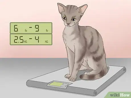 Image titled Identify a Devon Rex Cat Step 2