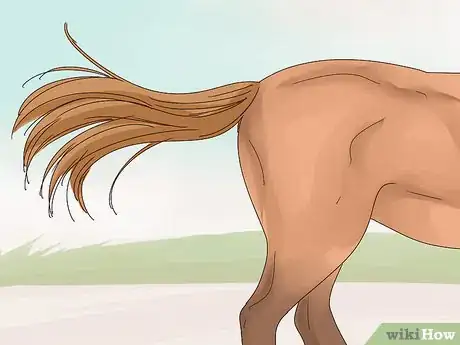 Image titled Talk to Your Horse Step 12