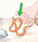 Care for Baby Cornsnakes